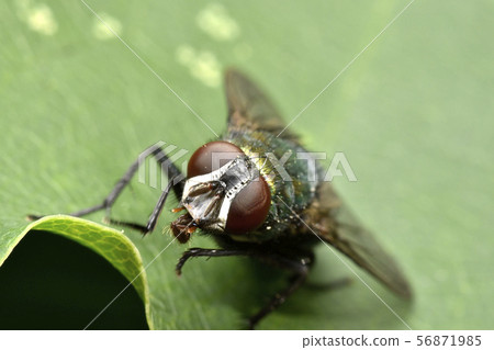 Golden fly Golden fly 56871985
