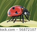 Ladybug (with background) Ladybug 56872107