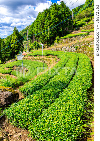 Ureshino tea field [Ureshino City, Saga Prefecture] 56872363