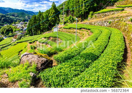 Ureshino tea field [Ureshino City, Saga Prefecture] 56872364