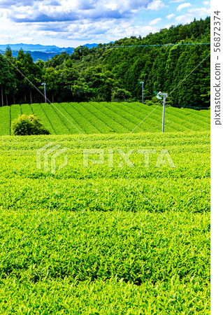 嬉野茶田[佐賀縣嬉野市] 56872374