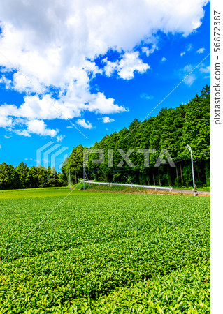 嬉野茶田[佐賀縣嬉野市] 56872387