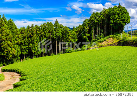 嬉野茶田[佐賀縣嬉野市] 56872395