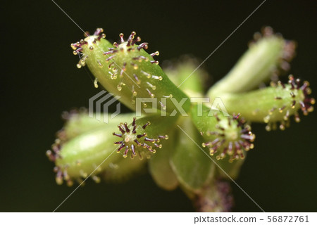 Nobuki seeds 56872761