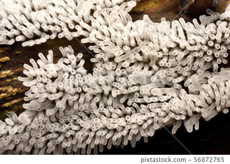 粘泥模具 56872765