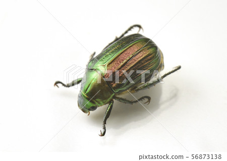 條紋手杖 56873138