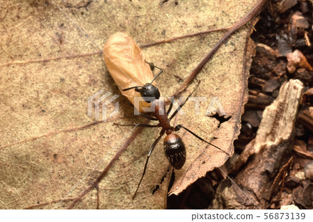 Ant moving 56873139