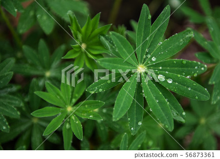 Green leaves of lupine 56873361