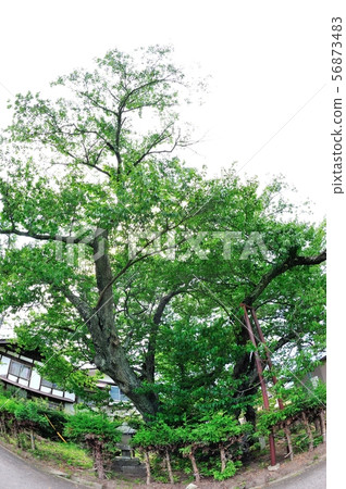 Uetsu sakura 56873483