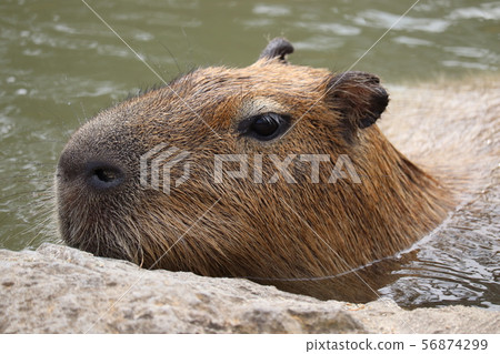 Capybara 56874299