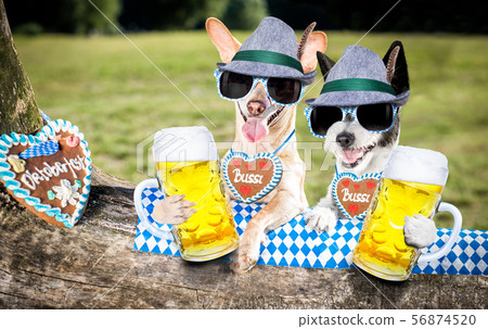 bavarian beer dog bavarian beer dog 56874520