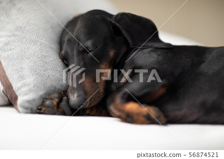 dog sick , ill or sleeping dog sick , ill or sleeping 56874521