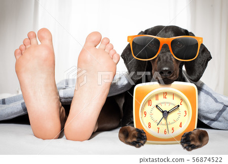 sleeping dog and owner in bed 56874522