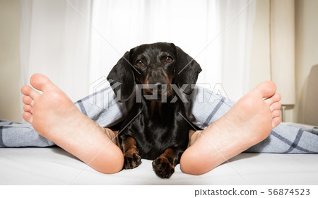 sleeping dog and owner in bed 56874523