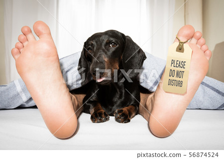 sleeping dog and owner in bed sleeping dog and owner in bed 56874524