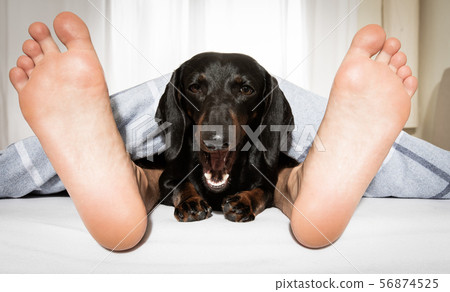 sleeping dog and owner in bed sleeping dog and owner in bed 56874525
