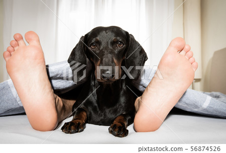 sleeping dog and owner in bed sleeping dog and owner in bed 56874526