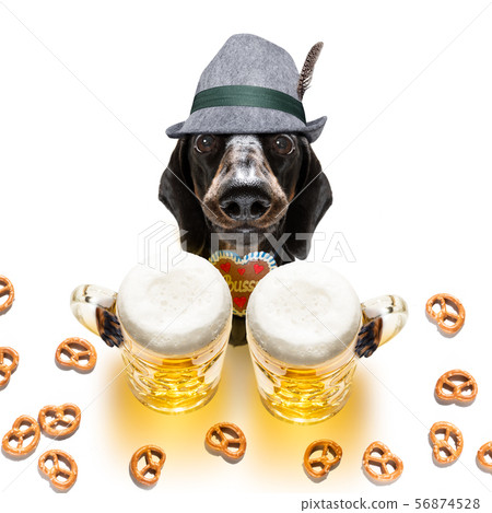bavarian beer dachshund sausage dog bavarian beer dachshund sausage dog 56874528
