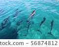 海豚 56874812
