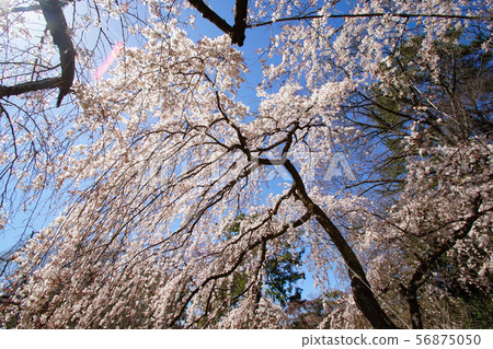 Cherry blossoms of Kyoto Miyuki Konoe Residence 56875050