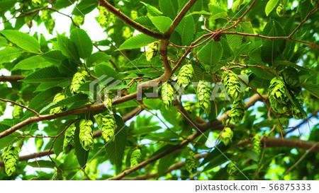 Ankle leaf Ankle leaf 56875333