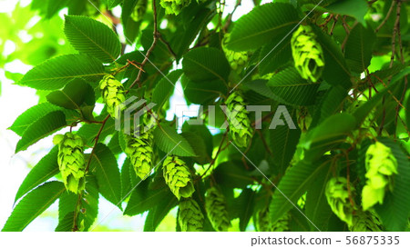 Ankle leaf Ankle leaf 56875335