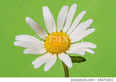 Chamomile blooming on green background 56875801