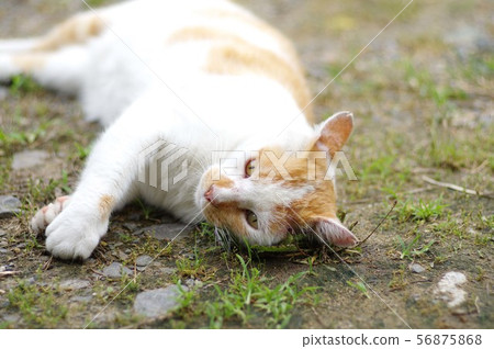 Purring Purring 56875868