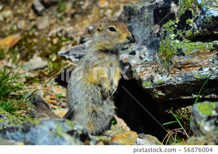 Brown chipmunk in Denali National Park an Preserve, Alaskan wilderness 56876004