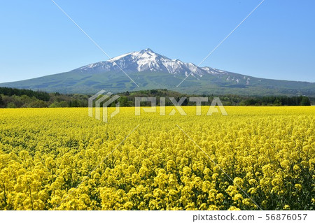 Rapeseed field 56876057