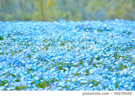 Nemophila Hanamune no Sato 56876088