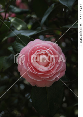 camellia_01 /乙女之哈_01 56876538