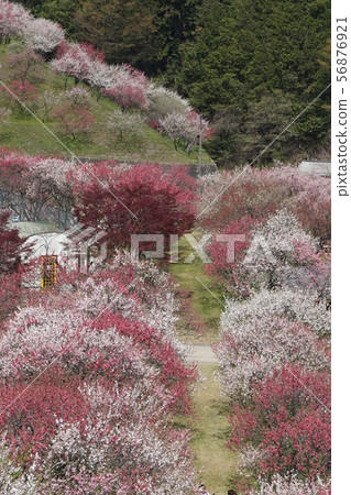 Hanamon no Sato Hanamon no Sato 56876921