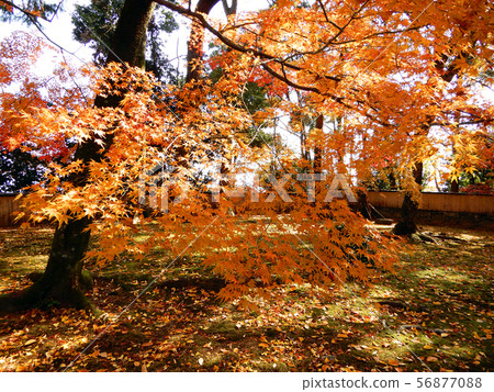 Shiga-in Gate Ruins Shiga-in Gate Ruins 56877088