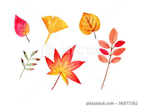 Autumn leaves (watercolor painting) 56877202
