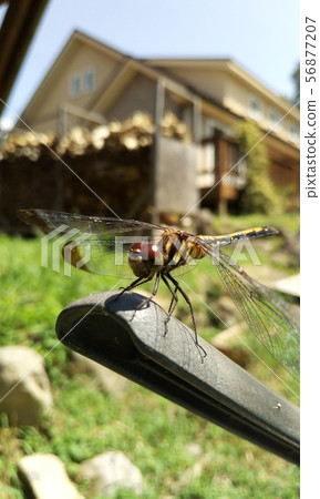 裁剪標記 裁剪標記 56877207