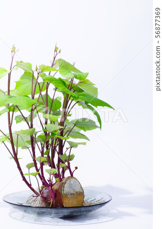 Bonsai of sweet potato with leaves - Stock Photo [56877369] - PIXTA