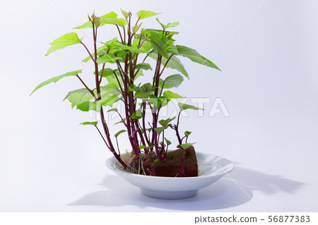 Bonsai of sweet potato with leaves Bonsai of sweet potato with leaves 56877383