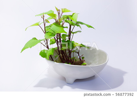 盆景的紅薯與葉子 盆景的紅薯與葉子 56877392