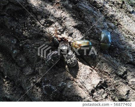 Insects in the sap of Kunugi 56877402
