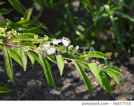 Shiro Mino Komurasaki 56877558