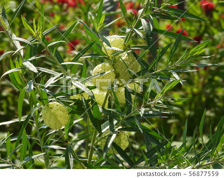 Fusenia towata Fusenia towata 56877559