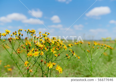 Wild grass with yellow flowers - beautiful summer Wild grass with yellow flowers - beautiful summer 56877646