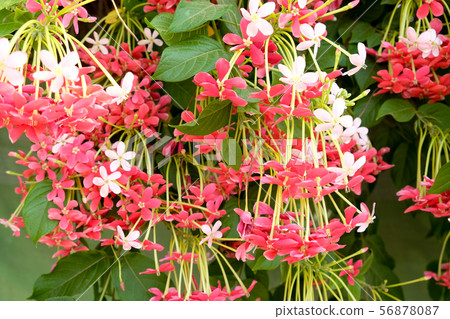 Flowering evergreen liana Combretum indicum Flowering evergreen liana Combretum indicum 56878087