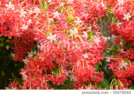 Flowering evergreen liana Combretum indicum Flowering evergreen liana Combretum indicum 56878088