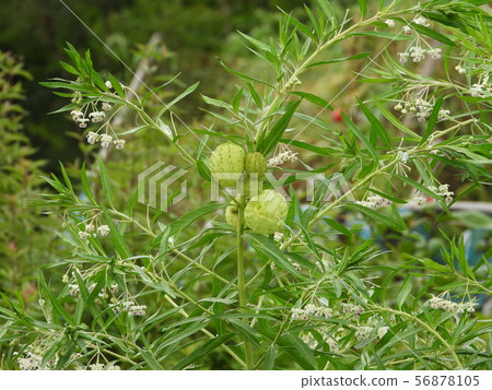 Fucenta cotton berries and flowers Fucenta cotton berries and flowers 56878105