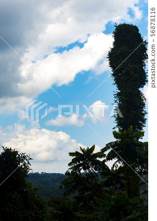 Jungle Borneo Island 56878116