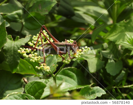 Grasshopper on a flower Grasshopper on a flower 56878140