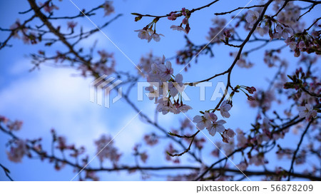 Blue sky and cherry blossoms Blue sky and cherry blossoms 56878209