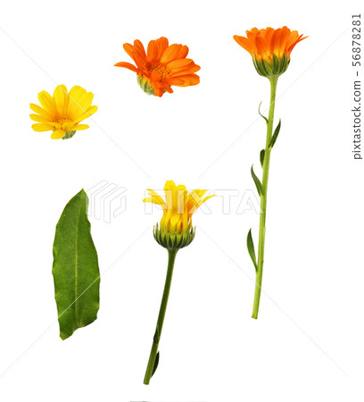 Set of calendula flowers, buds and leaves Set of calendula flowers, buds and leaves 56878281